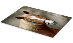 Horse WildlifePhotography Akrylbillede 20 X 30 Cm Billedramme 7 Horse WildlifePhotography Akrylbillede 20 X 30 Cm Billedramme -POSTERLOUNGE Salg 335118 acrylic glass pds l