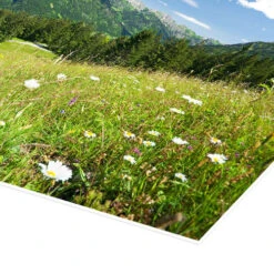 Alpine Meadow Germany Bildpics Plakat 30 X 20 Cm Billedramme -POSTERLOUNGE Salg 343014 poster empCorner l