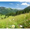 Alpine Meadow Germany Bildpics Plakat 30 X 20 Cm Billedramme 1 Alpine Meadow Germany Bildpics Plakat 30 X 20 Cm Billedramme -POSTERLOUNGE Salg 343014 poster l