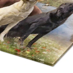 Labrador Retrievers Selina Morgan Akrylbillede 30 X 20 Cm Billedramme 8 Labrador Retrievers Selina Morgan Akrylbillede 30 X 20 Cm Billedramme -POSTERLOUNGE Salg 373685 acrylic glass empCorner l