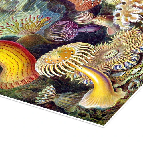 Søanemoner, Actiniae (Kunstformen Der Natur, 1899) Ernst Haeckel Plakat 30 X 40 Cm Billedramme 5 Søanemoner, Actiniae (Kunstformen Der Natur, 1899) Ernst Haeckel Plakat 30 X 40 Cm Billedramme - Billede 3