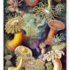 Søanemoner, Actiniae (Kunstformen Der Natur, 1899) Ernst Haeckel Plakat 30 X 40 Cm Billedramme -POSTERLOUNGE Salg 404298 poster l