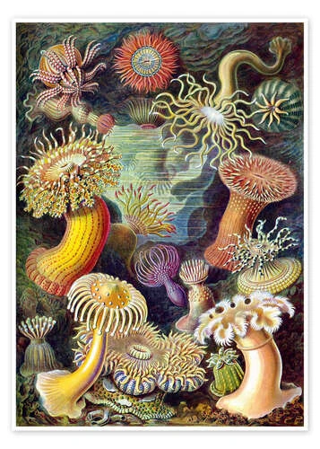 Søanemoner, Actiniae (Kunstformen Der Natur, 1899) Ernst Haeckel Plakat 30 X 40 Cm Billedramme 3 Søanemoner, Actiniae (Kunstformen Der Natur, 1899) Ernst Haeckel Plakat 30 X 40 Cm Billedramme