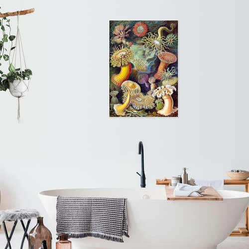 Søanemoner, Actiniae (Kunstformen Der Natur, 1899) Ernst Haeckel Plakat 30 X 40 Cm Billedramme 6 Søanemoner, Actiniae (Kunstformen Der Natur, 1899) Ernst Haeckel Plakat 30 X 40 Cm Billedramme - Billede 4