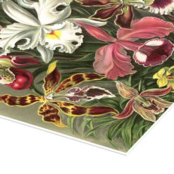 Orkidéer, Orchidae (Kunstformen Der Natur, 1899) Ernst Haeckel Plakat 30 X 40 Cm Billedramme -POSTERLOUNGE Salg 404460 poster empCorner l