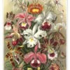 Orkidéer, Orchidae (Kunstformen Der Natur, 1899) Ernst Haeckel Plakat 30 X 40 Cm Billedramme