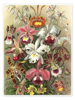 Orkidéer, Orchidae (Kunstformen Der Natur, 1899) Ernst Haeckel Plakat 30 X 40 Cm Billedramme