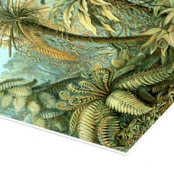 Bregner, Filicinae (Kunstformen Der Natur, 1899) Ernst Haeckel Plakat 30 X 40 Cm Billedramme -POSTERLOUNGE Salg 404476 poster empCorner l