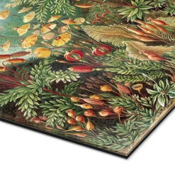 Mosser, Muscinae (Kunstformen Der Natur, 1899) Ernst Haeckel Galleritryk 20 X 30 Cm Billedramme 8 Mosser, Muscinae (Kunstformen Der Natur, 1899) Ernst Haeckel Galleritryk 20 X 30 Cm Billedramme -POSTERLOUNGE Salg 404490 gallery print empCorner l