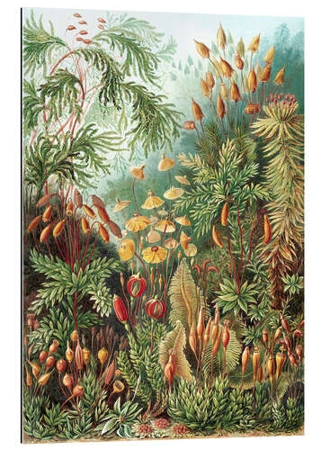 Mosser, Muscinae (Kunstformen Der Natur, 1899) Ernst Haeckel Galleritryk 20 X 30 Cm Billedramme 3 Mosser, Muscinae (Kunstformen Der Natur, 1899) Ernst Haeckel Galleritryk 20 X 30 Cm Billedramme