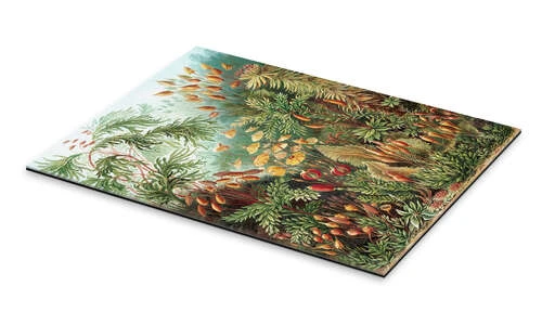 Mosser, Muscinae (Kunstformen Der Natur, 1899) Ernst Haeckel Galleritryk 20 X 30 Cm Billedramme 4 Mosser, Muscinae (Kunstformen Der Natur, 1899) Ernst Haeckel Galleritryk 20 X 30 Cm Billedramme - Billede 2