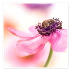 Delicate Spring Bob Daalder Plakat 30 X 30 Cm Billedramme