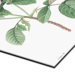 Rosa Muscosa Pierre Joseph Redouté Galleritryk 20 X 30 Cm Billedramme -POSTERLOUNGE Salg 410073 gallery print empCorner l