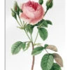Rosa Muscosa Pierre Joseph Redouté Galleritryk 20 X 30 Cm Billedramme -POSTERLOUNGE Salg 410073 gallery print l
