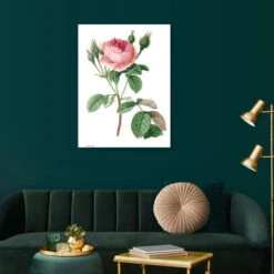 Rosa Muscosa Pierre Joseph Redouté Galleritryk 20 X 30 Cm Billedramme -POSTERLOUNGE Salg 410073 gallery print room white l