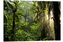 Jungle Light Peter Schickert Galleritryk 30 X 20 Cm Billedramme