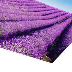 Lavender Field And Tree Matteo Colombo Plakat 30 X 20 Cm Billedramme -POSTERLOUNGE Salg 517975 poster empCorner l