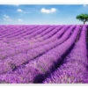 Lavender Field And Tree Matteo Colombo Plakat 30 X 20 Cm Billedramme -POSTERLOUNGE Salg 517975 poster l