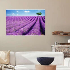 Lavender Field And Tree Matteo Colombo Plakat 30 X 20 Cm Billedramme -POSTERLOUNGE Salg 517975 poster room mediterranean l