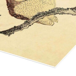 Owl On A Flowering Magnolia Branch Kubota Shunman Plakat 30 X 30 Cm Billedramme -POSTERLOUNGE Salg 556304 poster empCorner l
