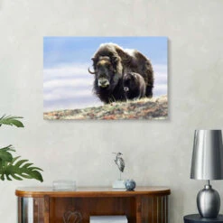 Musk Ox With Calf Ken Archer Akrylbillede 30 X 20 Cm Billedramme -POSTERLOUNGE Salg 560428 acrylic glass room photography l