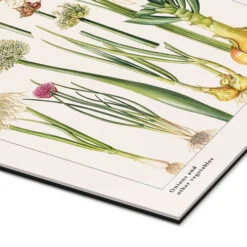 Onions And Other Vegetables Elizabeth Rice Galleritryk 20 X 30 Cm Billedramme -POSTERLOUNGE Salg 588594 gallery print empCorner l