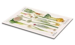 Onions And Other Vegetables Elizabeth Rice Galleritryk 20 X 30 Cm Billedramme -POSTERLOUNGE Salg 588594 gallery print pds l