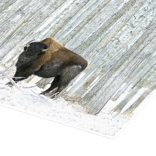 Buffalo Standing In Snow Among Poplar Trees Richard Wear Plakat 60 X 20 Cm Billedramme 5 Buffalo Standing In Snow Among Poplar Trees Richard Wear Plakat 60 X 20 Cm Billedramme - Billede 3