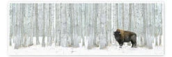 Buffalo Standing In Snow Among Poplar Trees Richard Wear Plakat 60 X 20 Cm Billedramme
