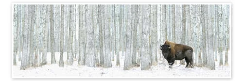 Buffalo Standing In Snow Among Poplar Trees Richard Wear Plakat 60 X 20 Cm Billedramme 3 Buffalo Standing In Snow Among Poplar Trees Richard Wear Plakat 60 X 20 Cm Billedramme