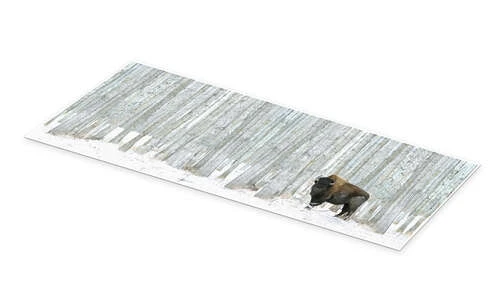 Buffalo Standing In Snow Among Poplar Trees Richard Wear Plakat 60 X 20 Cm Billedramme 4 Buffalo Standing In Snow Among Poplar Trees Richard Wear Plakat 60 X 20 Cm Billedramme - Billede 2