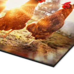 Høns På Catwalk Gabi Stickler Galleritryk 30 X 20 Cm Billedramme 8 Høns På Catwalk Gabi Stickler Galleritryk 30 X 20 Cm Billedramme -POSTERLOUNGE Salg 606733 gallery print empCorner l