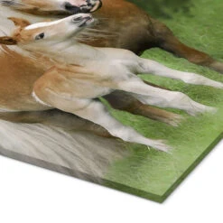 Haflinger Føl Med Mor Katho Menden Akrylbillede 20 X 30 Cm Billedramme 8 Haflinger Føl Med Mor Katho Menden Akrylbillede 20 X 30 Cm Billedramme -POSTERLOUNGE Salg 607348 acrylic glass empCorner l