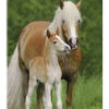 Haflinger Føl Med Mor Katho Menden Akrylbillede 20 X 30 Cm Billedramme -POSTERLOUNGE Salg 607348 acrylic glass l