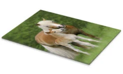 Haflinger Føl Med Mor Katho Menden Akrylbillede 20 X 30 Cm Billedramme 7 Haflinger Føl Med Mor Katho Menden Akrylbillede 20 X 30 Cm Billedramme -POSTERLOUNGE Salg 607348 acrylic glass pds l