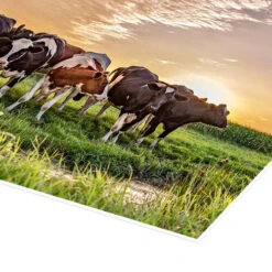 Beautiful Sunset Cows Gathering Remco Gielen Plakat 30 X 20 Cm Billedramme -POSTERLOUNGE Salg 609877 poster empCorner l