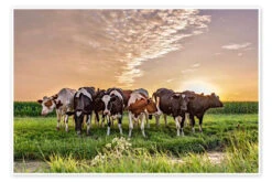 Beautiful Sunset Cows Gathering Remco Gielen Plakat 30 X 20 Cm Billedramme
