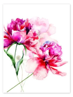 Smukke Pæoner I Akvarel Plakat 30 X 40 Cm Billedramme