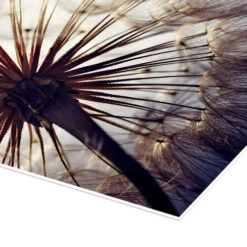 Stor Mælkebøtte Plakat 30 X 30 Cm Billedramme -POSTERLOUNGE Salg 614295 poster empCorner l