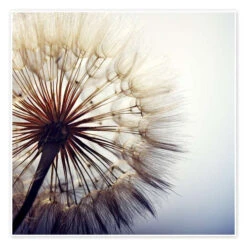 Stor Mælkebøtte Plakat 30 X 30 Cm Billedramme