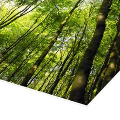 Forår I Skoven Plakat 40 X 30 Cm Billedramme -POSTERLOUNGE Salg 615382 poster empCorner l