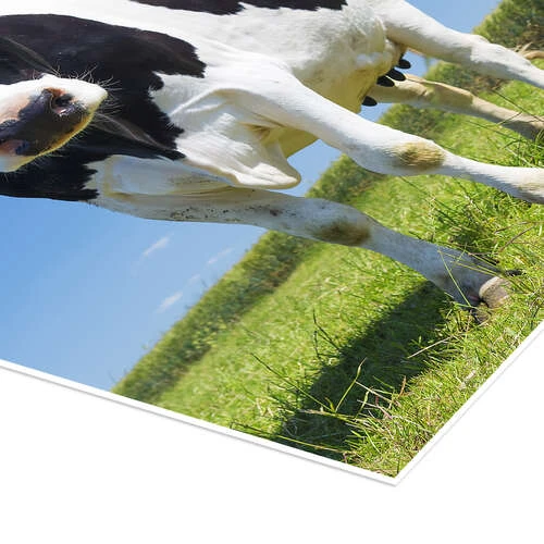 Cow - Black And White Plakat 20 X 30 Cm Billedramme 5 Cow - Black And White Plakat 20 X 30 Cm Billedramme - Billede 3