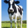 Cow - Black And White Plakat 20 X 30 Cm Billedramme 2 Cow - Black And White Plakat 20 X 30 Cm Billedramme -POSTERLOUNGE Salg 618331 poster l