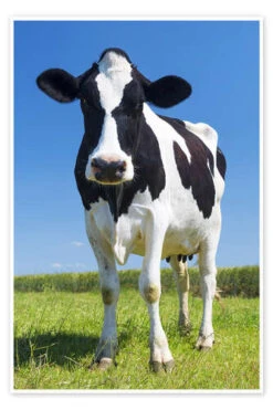 Cow - Black And White Plakat 20 X 30 Cm Billedramme