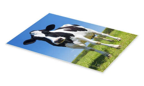 Cow - Black And White Plakat 20 X 30 Cm Billedramme 4 Cow - Black And White Plakat 20 X 30 Cm Billedramme - Billede 2