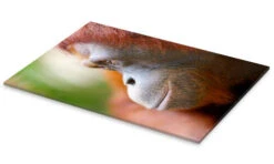 Orang Utan Profile Akrylbillede 20 X 30 Cm Billedramme -POSTERLOUNGE Salg 618343 acrylic glass pds l
