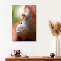 Orang Utan Profile Akrylbillede 20 X 30 Cm Billedramme -POSTERLOUNGE Salg 618343 acrylic glass room photography l