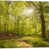 Spring Forest With Sunshine Oliver Henze Galleritryk 30 X 20 Cm Billedramme 2 Spring Forest With Sunshine Oliver Henze Galleritryk 30 X 20 Cm Billedramme -POSTERLOUNGE Salg 621591 gallery print l
