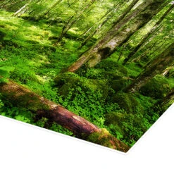 En Tur I Skoven Thomas Herzog Plakat 30 X 20 Cm Billedramme 8 En Tur I Skoven Thomas Herzog Plakat 30 X 20 Cm Billedramme -POSTERLOUNGE Salg 628901 poster empCorner l