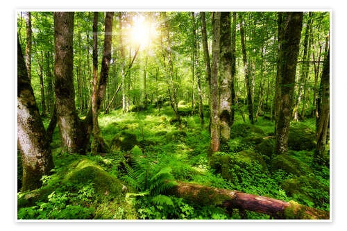 En Tur I Skoven Thomas Herzog Plakat 30 X 20 Cm Billedramme 3 En Tur I Skoven Thomas Herzog Plakat 30 X 20 Cm Billedramme